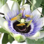 Passiflora caerulea : comment la cultiver