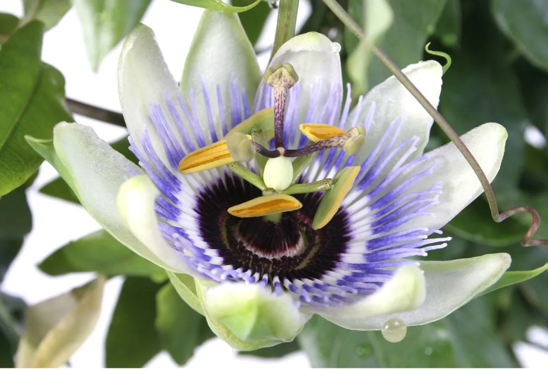 You are currently viewing Passiflora caerulea : comment la cultiver