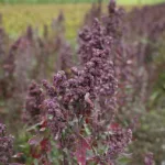 Culture du quinoa : comment réussir