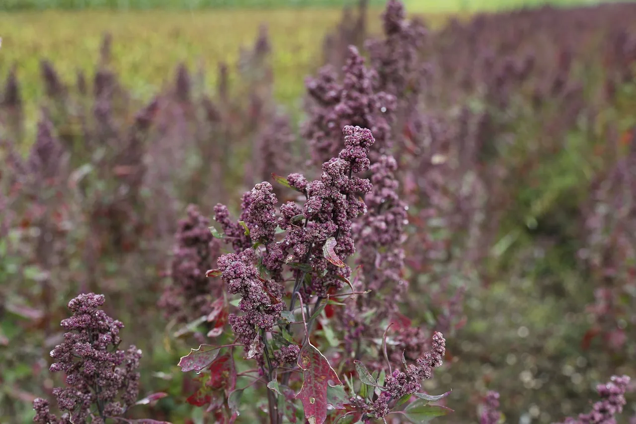 You are currently viewing Culture du quinoa : comment réussir