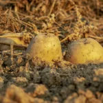 Quel engrais naturel choisir pour la pomme de terre ?