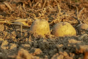 Lire la suite à propos de l’article Quand planter les pommes de terre en 2024 : guide complet