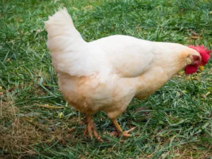 Lire la suite à propos de l’article Guide pratique : tout savoir sur la poule Leghorn