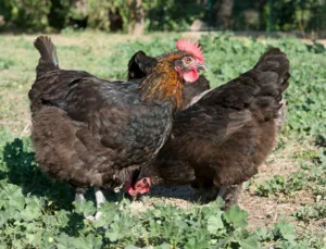 Lire la suite à propos de l’article Conseils et astuces pour élever des poules Marans