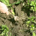 Comment faire pousser de l’ail dans son potager