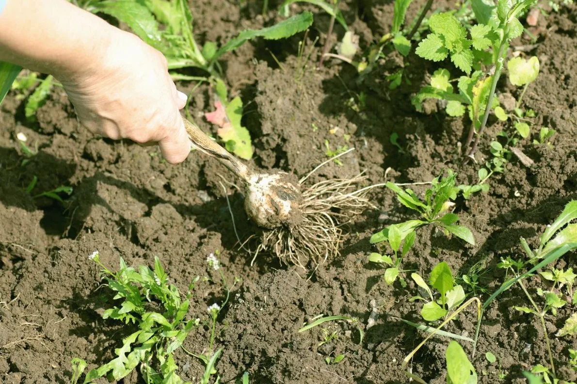 You are currently viewing Comment faire pousser de l’ail dans son potager