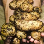 Plantation de pommes de terre germées, mode d’emploi