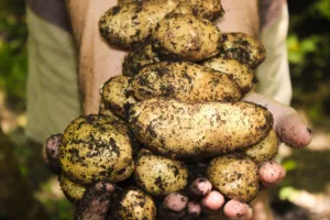 Lire la suite à propos de l’article Combien de temps a-t-on pour récolter les pommes de terre ?