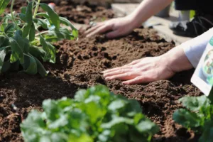 Lire la suite à propos de l’article Semis potager : les clés pour bien le réussir