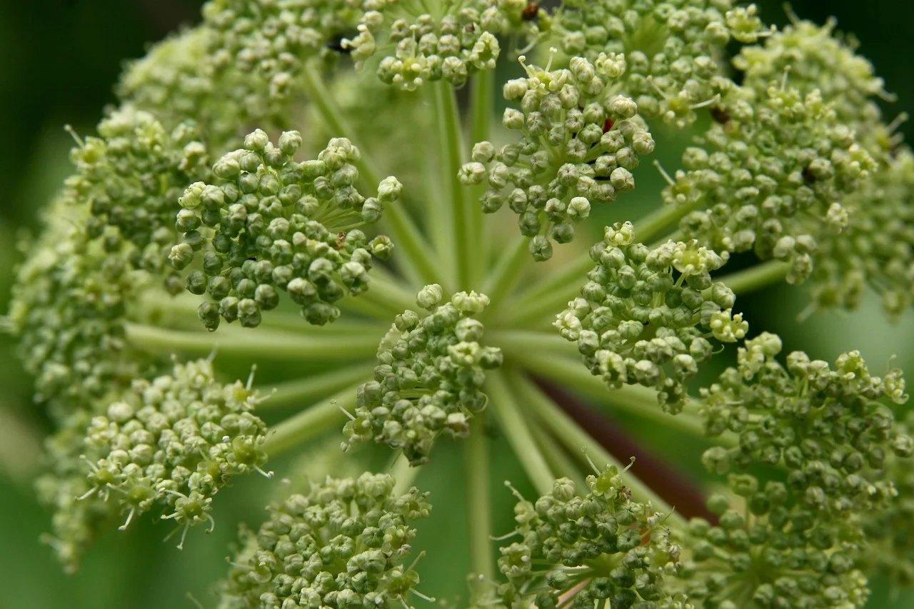 You are currently viewing Angélique officinale : une plante aux mille vertus