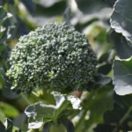 Brocoli bienfaits, propriétés et culture