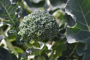 Lire la suite à propos de l’article Brocoli bienfaits, propriétés et culture