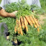 Légumes d’avril au potager, préparez la saison