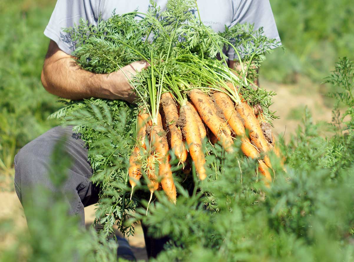 You are currently viewing Quels engrais naturels utiliser pour les carottes ?