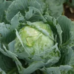 Chou-blanc : le guide pour réussir au potager