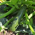 Quand planter la courgette, le guide complet