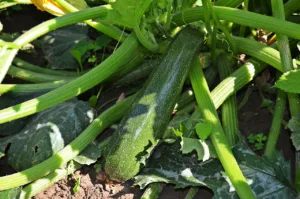 Lire la suite à propos de l’article Quand planter la courgette, le guide complet