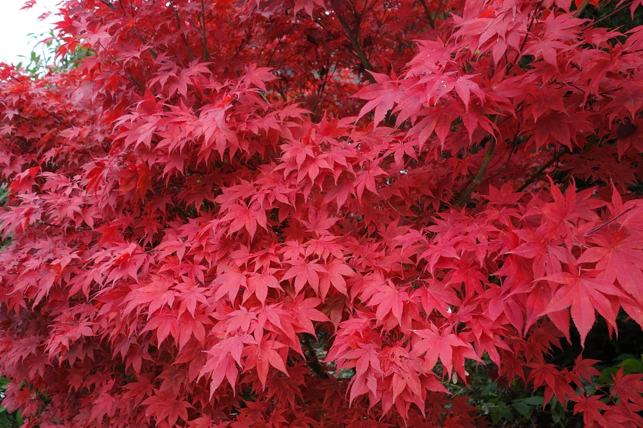 You are currently viewing Érable japonais pourpre : un trésor dans votre jardin