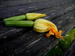 Lire la suite à propos de l’article Beignets de fleurs de courgette, recette facile à faire