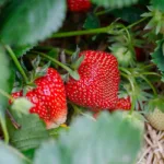 Plantation des fraises : astuces, conseils et FAQ