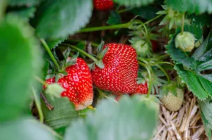 Lire la suite à propos de l’article Tout sur la  saison des fraises : le guide pratique