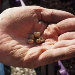 Les meilleures variétés de graines pour votre jardin potager