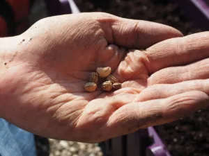 Lire la suite à propos de l’article Les meilleures variétés de graines pour votre jardin potager