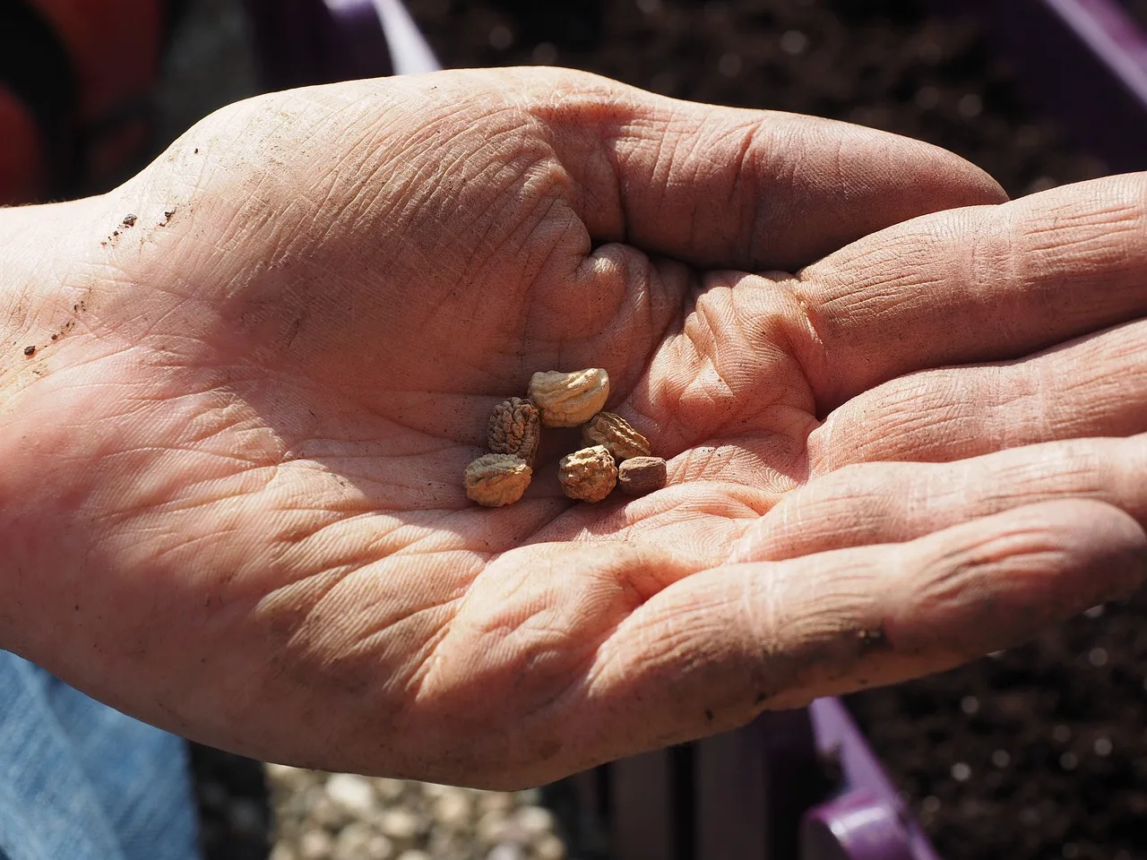 You are currently viewing Les meilleures variétés de graines pour votre jardin potager