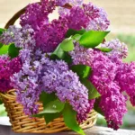 Lilas des Indes et autres variétés : guide pour réussir