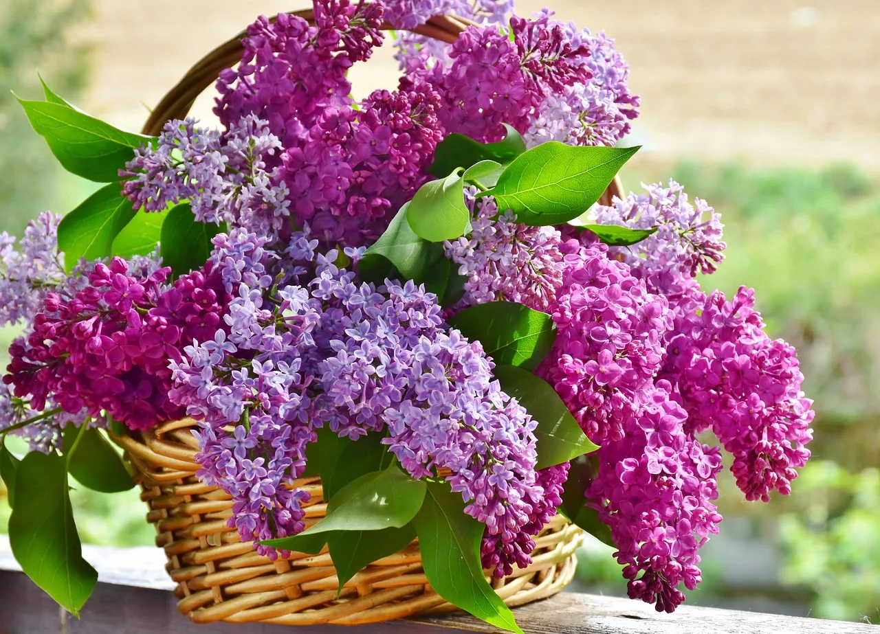 You are currently viewing Lilas des Indes et autres variétés : guide pour réussir