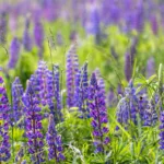 Les lupins: des fleurs colorées dans votre jardin