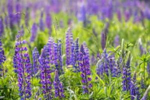 Lire la suite à propos de l’article Les lupins: des fleurs colorées dans votre jardin