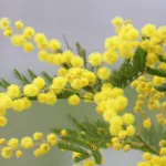 Mimosa, des fleurs et un arbre à découvrir