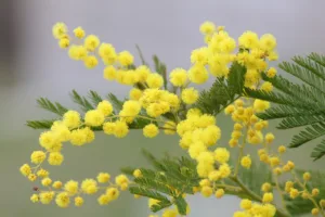 Lire la suite à propos de l’article Mimosa, des fleurs et un arbre à découvrir