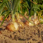 Comment planter les oignons avec la lune