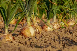 Lire la suite à propos de l’article Comment planter les oignons avec la lune