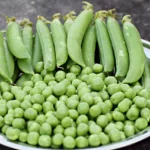 Semer des petits pois pour une récolte abondante