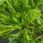 Épinards bienfaits et culture au potager