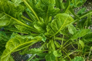 Lire la suite à propos de l’article Épinards bienfaits et culture au potager