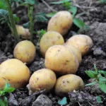 Des pommes de terre à planter toute l’année