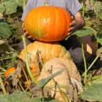 Potiron, la culture d’un légume festif et polyvalent