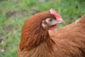 Lire la suite à propos de l’article Les poules rousses, star des pondeuses