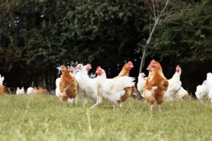 Lire la suite à propos de l’article Vente de poules pondeuses autour de moi : comment faire ?