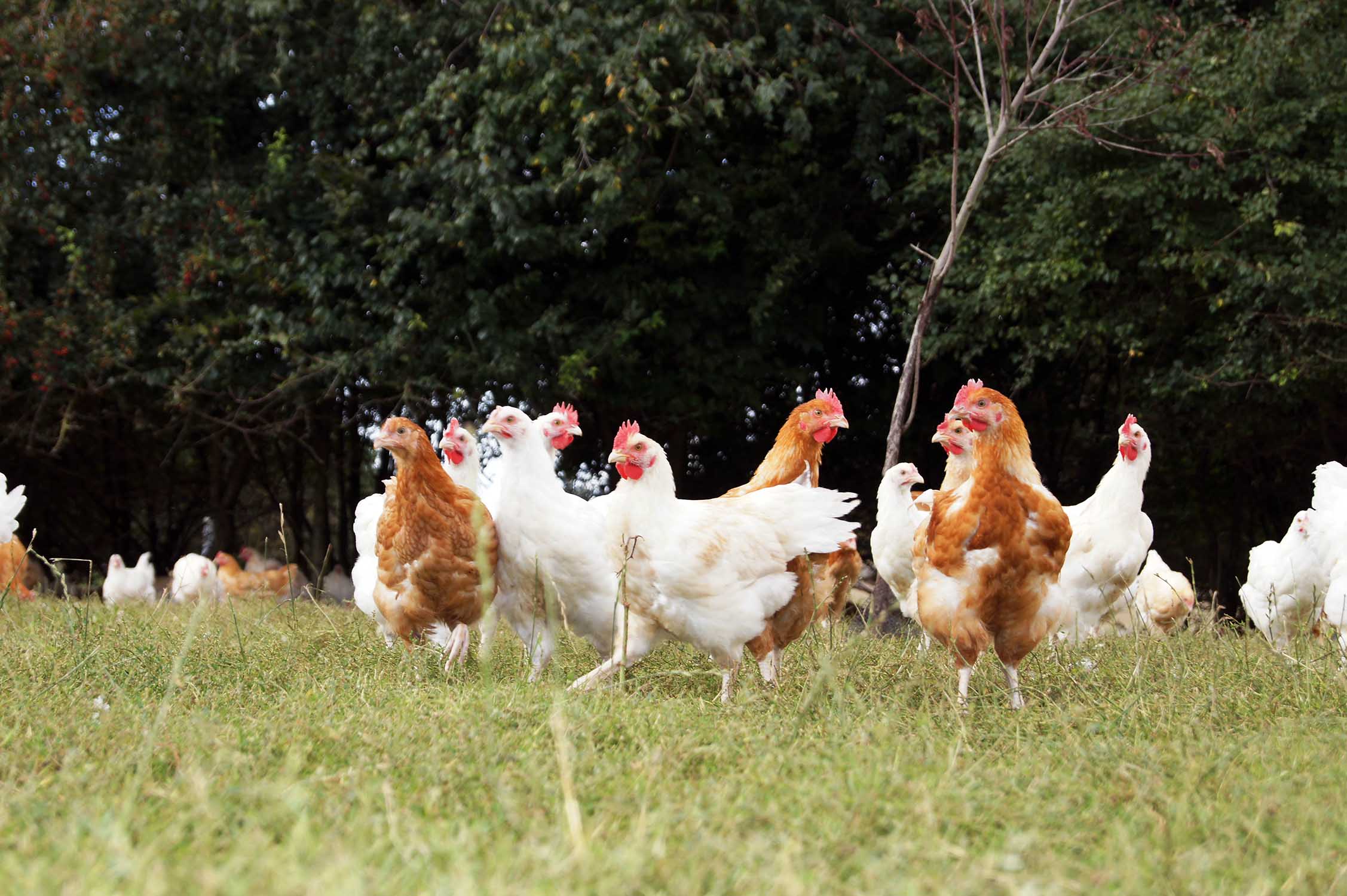 You are currently viewing Vente de poules pondeuses autour de moi : comment faire ?