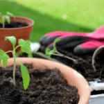 Repiquer les tomates : le guide