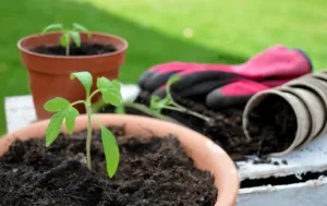 Lire la suite à propos de l’article Repiquer les tomates : le guide