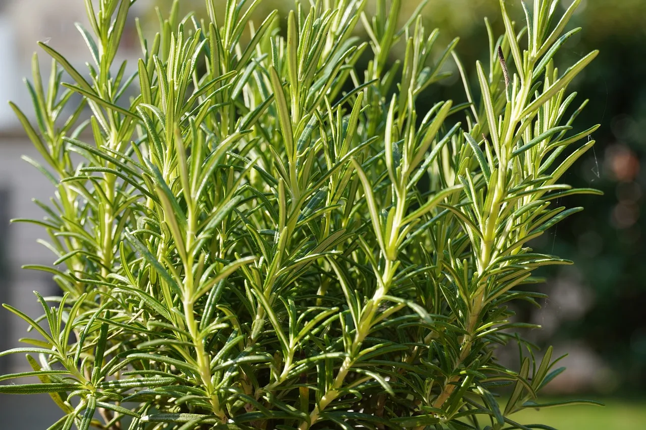 You are currently viewing Plantes méditerranéennes : le top 10 au jardin