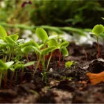 Semer en avril au potager