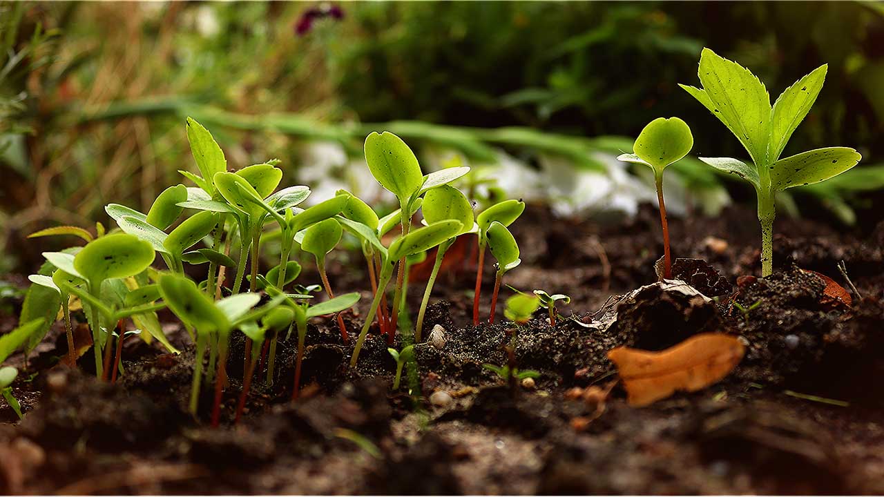 You are currently viewing Semer en avril au potager