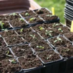 Jardin en mars, que faire pour l’arrivée du printemps